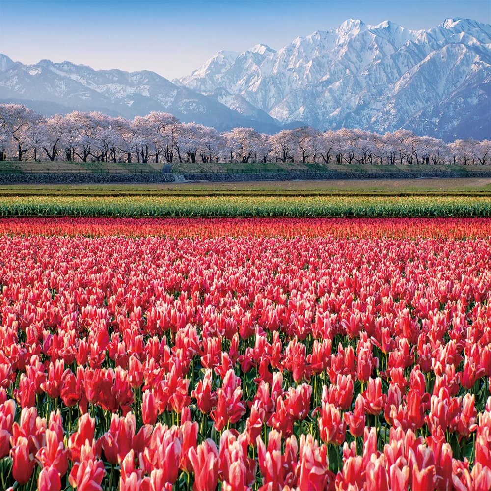 CHAMBERART 1000 Piece Premium Jigsaw Puzzle Tulip Fields A-1159