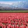 CHAMBERART 1000 Piece Premium Jigsaw Puzzle Tulip Fields A-1159 view 1
