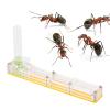SALUTUYA Formicarium Display Ornamental Box with Water Tower Easy to Install Ornamental Box breeding Box for Kids for Educational(Yellow nest) view 4