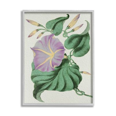 Stupell Industries Vintage Purple Yellow Morning Glory Floral Study