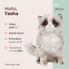 Bearington Cat Stuffed Animal - Ralistic Cat Plush Lifelike Himalayan Kitty Plushies That Look Real - Tasha 10.5" view 2