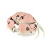 BANDAI Ikimono Daizukan Crab Set of 2, Crab (Traff Carapa, Glasses Carapa) Figurine Set, Clear Color Family view 2