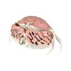 BANDAI Ikimono Daizukan Crab Set of 2, Crab (Traff Carapa, Glasses Carapa) Figurine Set, Clear Color Family view 3