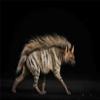 1/6 Africa Striped Hyaena Figure Realistic Educational Hyaenidae Animal Model Resin Collector Home Decoration Birthday Gift view 3