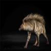 1/6 Africa Striped Hyaena Figure Realistic Educational Hyaenidae Animal Model Resin Collector Home Decoration Birthday Gift view 4