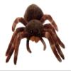 The Petting Zoo Tarantula Stuffed Animal, Gifts for Kids, Wild Onez Zoo Animals, Tarantula Plush Toy Sitting 12 inches view 1