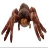 The Petting Zoo Tarantula Stuffed Animal, Gifts for Kids, Wild Onez Zoo Animals, Tarantula Plush Toy Sitting 12 inches view 2