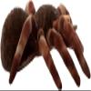 The Petting Zoo Tarantula Stuffed Animal, Gifts for Kids, Wild Onez Zoo Animals, Tarantula Plush Toy Sitting 12 inches view 3