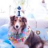 WAOUH Boys 1st birthday hat -navy blue felt, cone-shaped mini crown, photo props view 3