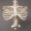 212 Main Rib Cage & Spine view 1