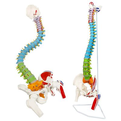 34.25 Inches Life-Size Flexible Painted Human Spine Model for Anatomy, Painted Flexible Spine Model with Stand, Chiropractic with Pelvis, Spine, Nerves and Vertebrae, Anatomical Spine Model