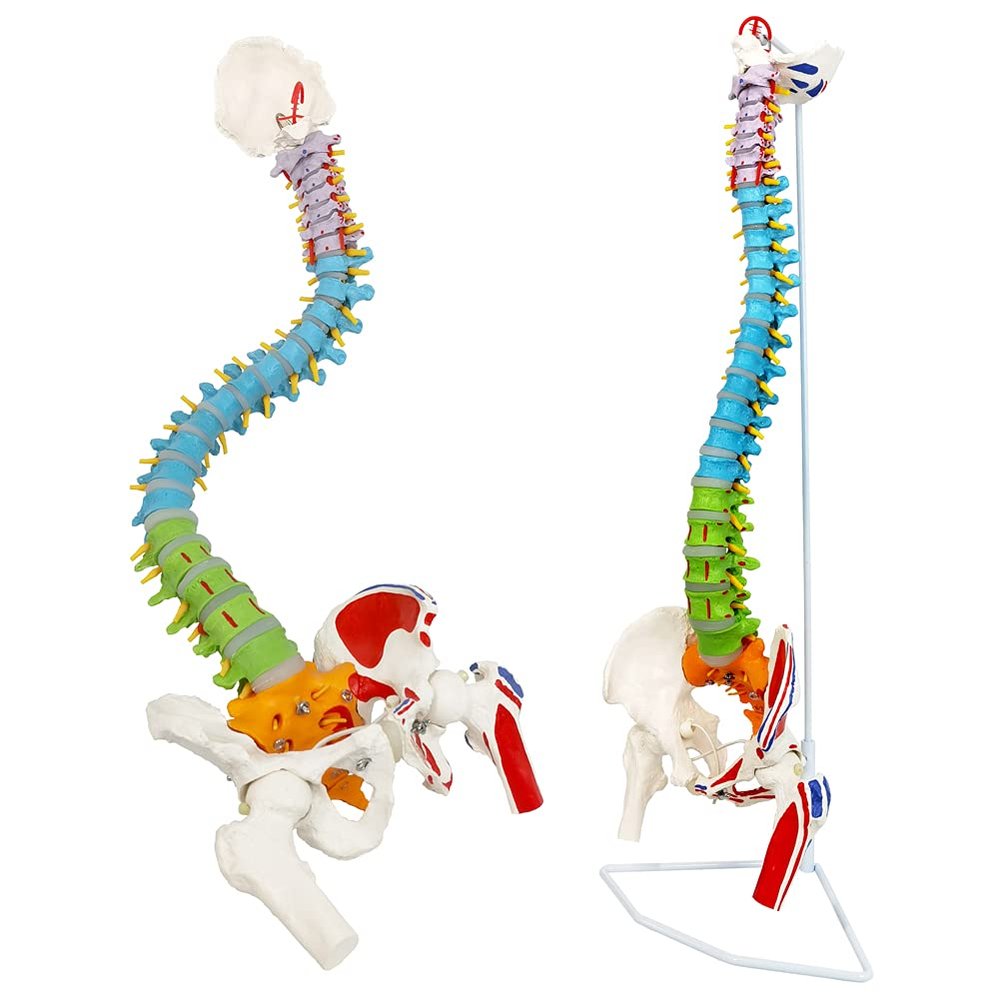 34.25 Inches Life-Size Flexible Painted Human Spine Model for Anatomy, Painted Flexible Spine Model with Stand, Chiropractic with Pelvis, Spine, Nerves and Vertebrae, Anatomical Spine Model