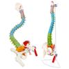 34.25 Inches Life-Size Flexible Painted Human Spine Model for Anatomy, Painted Flexible Spine Model with Stand, Chiropractic with Pelvis, Spine, Nerves and Vertebrae, Anatomical Spine Model view 1