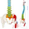 34.25 Inches Life-Size Flexible Painted Human Spine Model for Anatomy, Painted Flexible Spine Model with Stand, Chiropractic with Pelvis, Spine, Nerves and Vertebrae, Anatomical Spine Model view 2