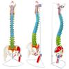 34.25 Inches Life-Size Flexible Painted Human Spine Model for Anatomy, Painted Flexible Spine Model with Stand, Chiropractic with Pelvis, Spine, Nerves and Vertebrae, Anatomical Spine Model view 3