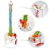 34.25 Inches Life-Size Flexible Painted Human Spine Model for Anatomy, Painted Flexible Spine Model with Stand, Chiropractic with Pelvis, Spine, Nerves and Vertebrae, Anatomical Spine Model view 4