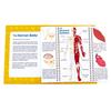 Junior Learning JL647 Anatomy Flips, Multi view 3