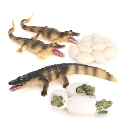Crocodile Growth Cycle, Animal Growth Cycle Biological Model Toy Growth Stage Lifelike Crocodile Life Cycle Model Set for Kids Education Insect Themed Party Favors
