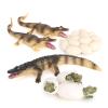 Crocodile Growth Cycle, Animal Growth Cycle Biological Model Toy Growth Stage Lifelike Crocodile Life Cycle Model Set for Kids Education Insect Themed Party Favors view 1