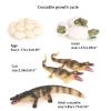 Crocodile Growth Cycle, Animal Growth Cycle Biological Model Toy Growth Stage Lifelike Crocodile Life Cycle Model Set for Kids Education Insect Themed Party Favors view 2