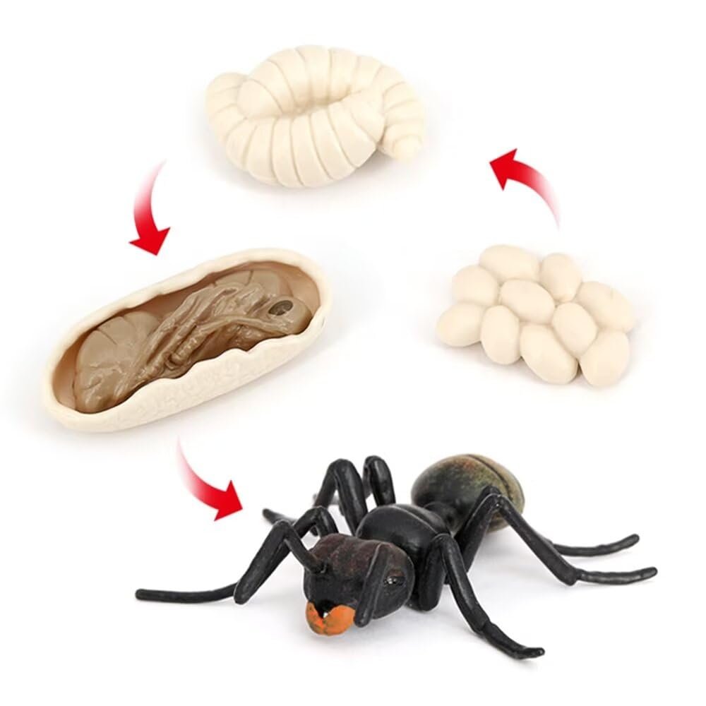 Ant Growth Cycle, Animal Growth Cycle Biological Model Toy Growth Stage Lifelike Ant Life Cycle Model Toy Set for Kids Education Insect Themed Party Favors