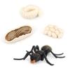Ant Growth Cycle, Animal Growth Cycle Biological Model Toy Growth Stage Lifelike Ant Life Cycle Model Toy Set for Kids Education Insect Themed Party Favors view 3