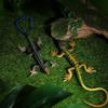 NUOBESTY Realistic Fake Lizard Artificial Model Reptile Plastic Lizard Action Figures Trick Playthings Prank Educational Toys 2Pcs view 2