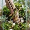 NUOBESTY Realistic Fake Lizard Artificial Model Reptile Plastic Lizard Action Figures Trick Playthings Prank Educational Toys 2Pcs view 3