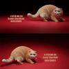Lana Toys 1:6 Scale Exotic Shorthair Cat Figure Realistic Animal Model Resin Decoration view 2