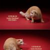 Lana Toys 1:6 Scale Exotic Shorthair Cat Figure Realistic Animal Model Resin Decoration view 3