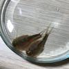 GreenWaterFarm Triops Longicaudatus Eggs for Hatching and Culture Suitable to be Pet and Science Project (Pure 200 Eggs) view 3
