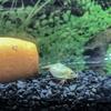 GreenWaterFarm Triops Longicaudatus Eggs for Hatching and Culture Suitable to be Pet and Science Project (Pure 200 Eggs) view 4