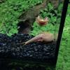 GreenWaterFarm Triops Red Longicaudatus Eggs for Hatching and Culture Suitable to be Pet and Science Project (Pure 200 Eggs) view 3
