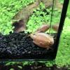 GreenWaterFarm Triops Red Longicaudatus Eggs for Hatching and Culture Suitable to be Pet and Science Project (Pure 200 Eggs) view 4