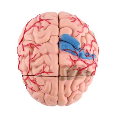 Anatomical Brain Model, Light Weight and Easy to Carry, Brain Model, 1Pc Disassembled Anatomical Human Brain Model Omes with A White Base, for School Home