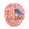 Anatomical Brain Model, Light Weight and Easy to Carry, Brain Model, 1Pc Disassembled Anatomical Human Brain Model Omes with A White Base, for School Home view 1