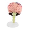 Anatomical Brain Model, Light Weight and Easy to Carry, Brain Model, 1Pc Disassembled Anatomical Human Brain Model Omes with A White Base, for School Home view 2