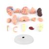 Anatomical Brain Model, Light Weight and Easy to Carry, Brain Model, 1Pc Disassembled Anatomical Human Brain Model Omes with A White Base, for School Home view 3