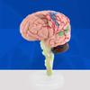 Anatomical Brain Model, Light Weight and Easy to Carry, Brain Model, 1Pc Disassembled Anatomical Human Brain Model Omes with A White Base, for School Home view 4