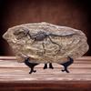 XINDAM Resin Tyrannosaurus Rex Dinosaur Fossil Statue Model Simulated Skeleton Home Office Display Decorative Craft Box Decoration (Style 5) view 2