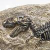 XINDAM Resin Tyrannosaurus Rex Dinosaur Fossil Statue Model Simulated Skeleton Home Office Display Decorative Craft Box Decoration (Style 5) view 4
