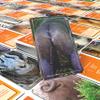 Name That Butthole - Guess The Animals from Their Buttholes - Animal Trivia Game - 55 Flashcards 4.9"x3.2" (12.5x8.1cm) view 3