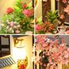 4 Sets of Chinese Art Cottage Models 3D Wooden Miniature Doll House Kits Classical Architecture DIY Birthday Prensent (Zither Room with Dust Cover) view 4