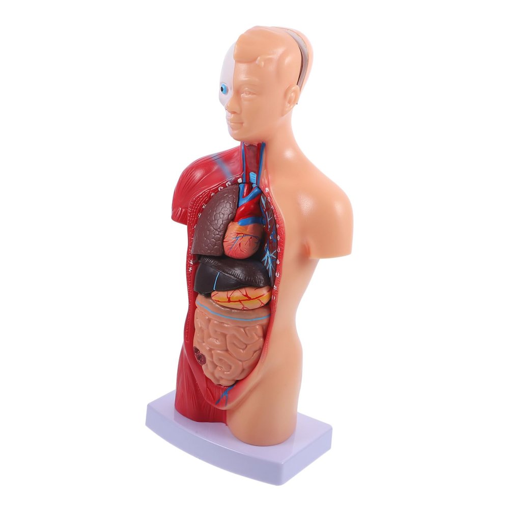 Baluue Human Torso Anatomy Model Detachable Internal Organs for Teaching Educational Tool for Anatomy Study and Health Demonstrations Classroom Use