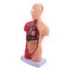 Baluue Human Torso Anatomy Model Detachable Internal Organs for Teaching Educational Tool for Anatomy Study and Health Demonstrations Classroom Use view 1