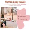 Baluue Human Torso Anatomy Model Detachable Internal Organs for Teaching Educational Tool for Anatomy Study and Health Demonstrations Classroom Use view 2