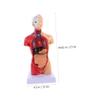 Baluue Human Torso Anatomy Model Detachable Internal Organs for Teaching Educational Tool for Anatomy Study and Health Demonstrations Classroom Use view 3