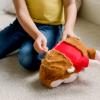 Animal Adventure| Curious George|2-in-1 Transformable Character Cape & Plush Pal view 4