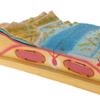 Milageto Geographic Tectonic Plate 3D Model Kit Teaching Tool view 2