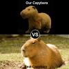 ZHONGXIN MADE Simulation Capybara Plush Toy - Soft Real Life Rodent Simulation Plush Toys, Lifelike Wild Animals Crawling Capybara Stuffed Toys Birthday Gifts for Kids, 13Inches view 2
